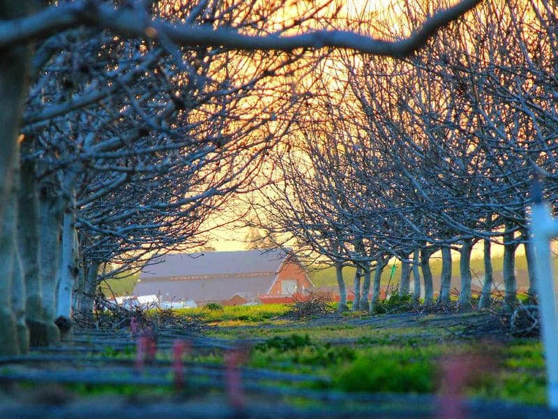 Protein Powder Whey 2kg