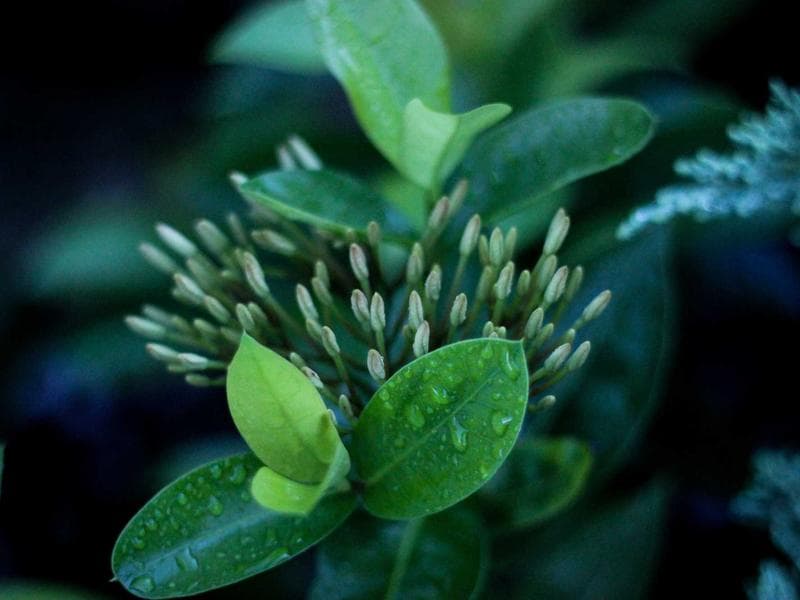 Protein Powder Whey 2kg - Thumbnail 3