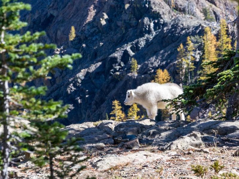 Science Magazine Subscription - Thumbnail 2