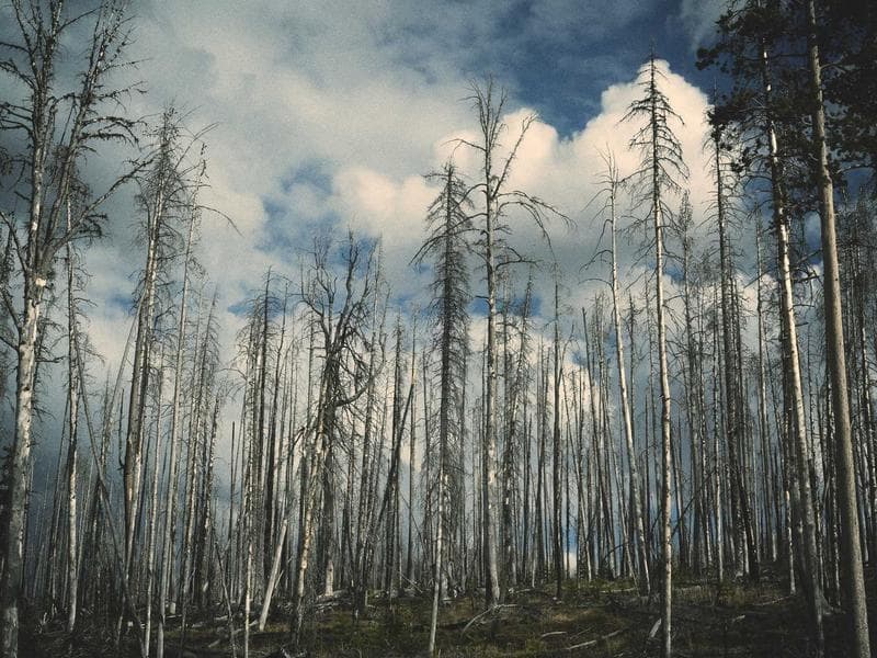 Shipping Boxes 100 Pack