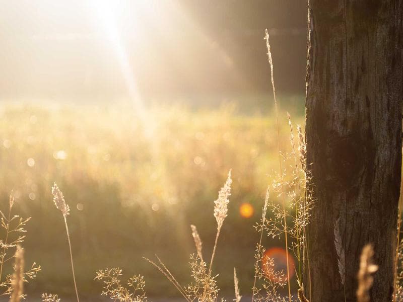 Nike Air Max 270 Sneakers