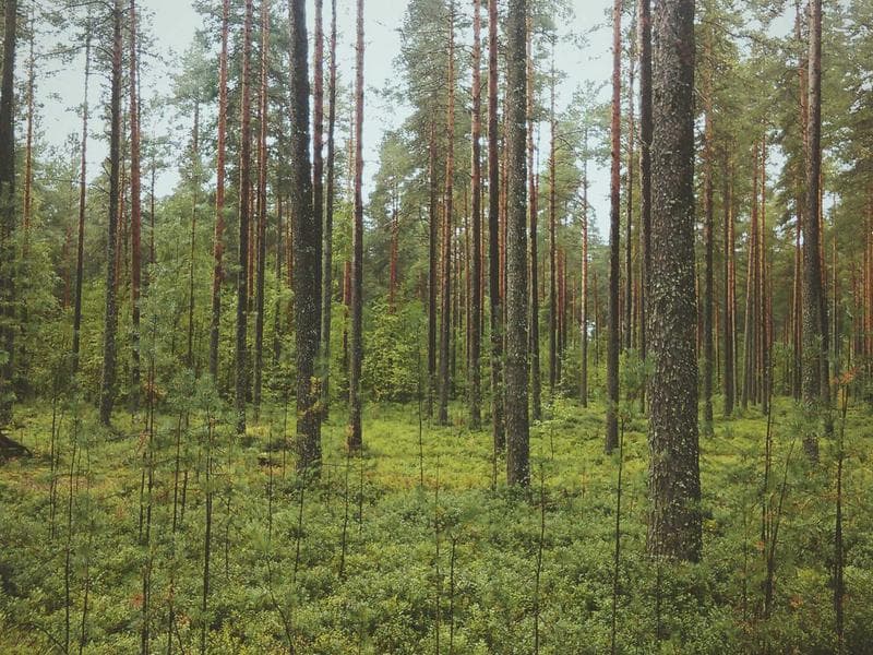 Spice Collection 20 Types