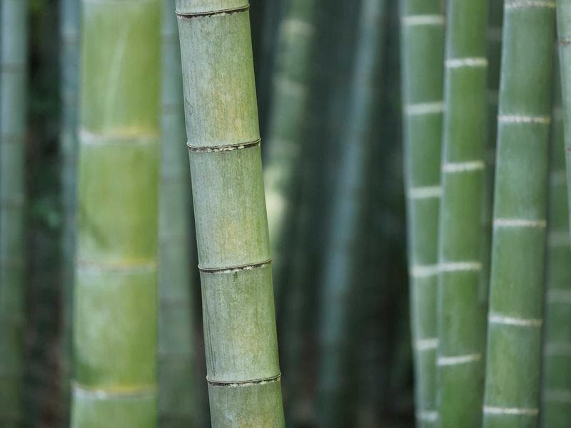 Leaf Blower Battery Powered - Thumbnail 2