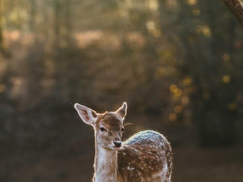 Wheelbarrow Heavy Duty 100L