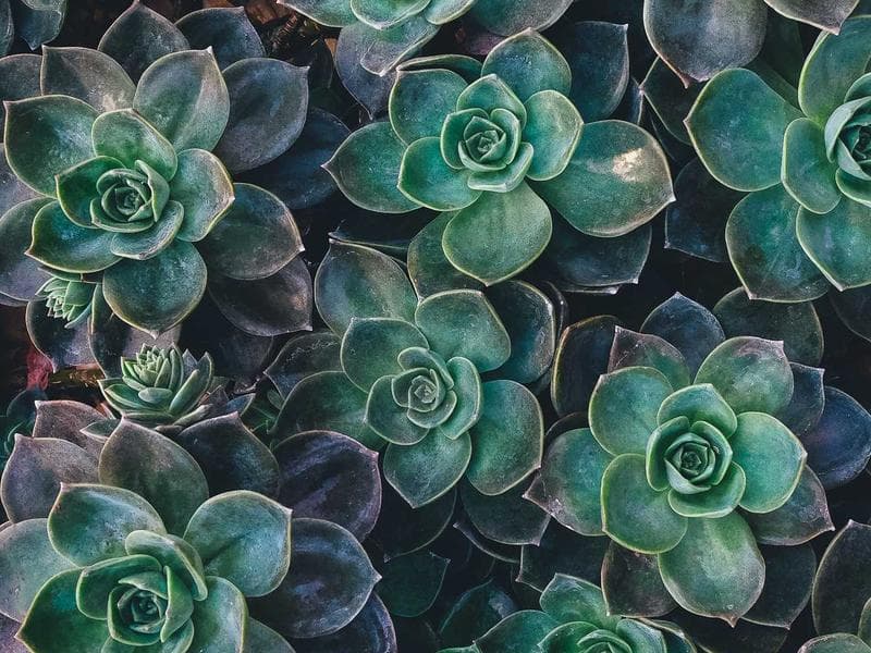 Flower Bouquet Premium Roses - Thumbnail 3