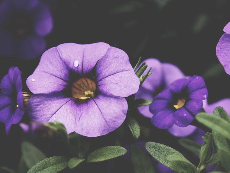 Weber Gas Grill - Thumbnail 3