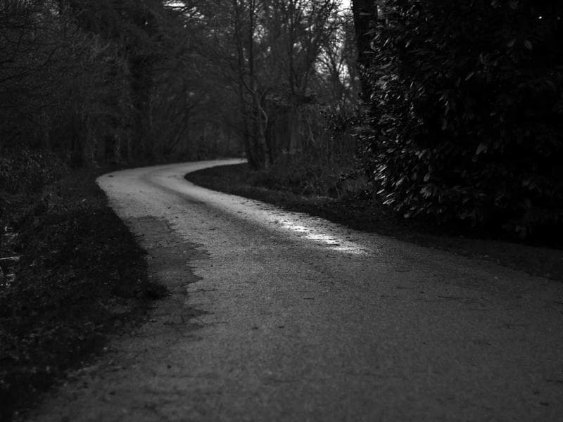 Potted Monstera Plant XL