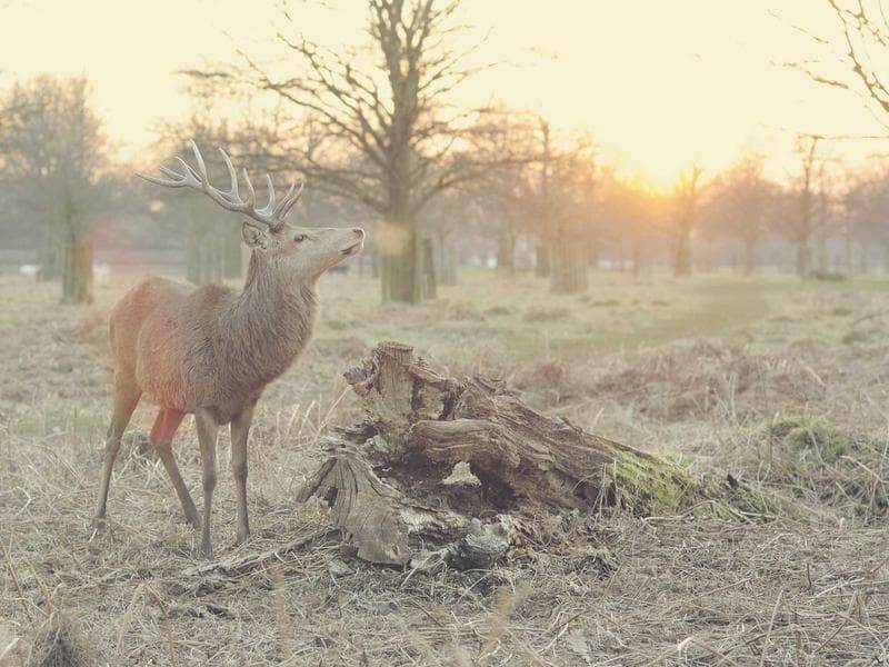 Pandora Charm Bracelet Silver