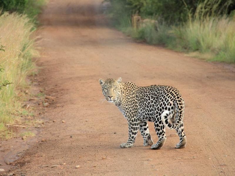 Gold Necklace 14K Chain - Thumbnail 3