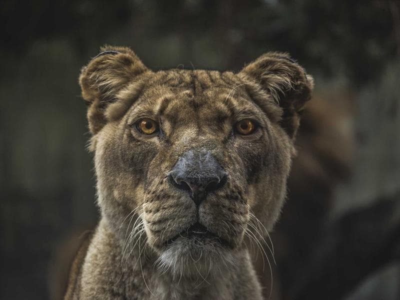 Baby Crib with Mattress - Thumbnail 3