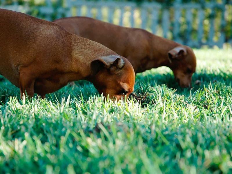 Spotify Premium 1 Year