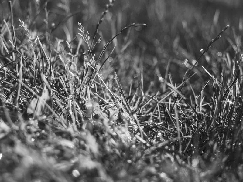 Microphone Shure SM58