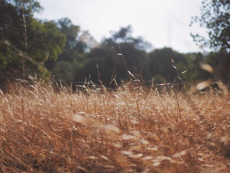 Bulk Purchase Mixed Goods