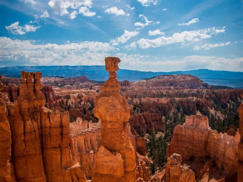 Golden Retriever Puppies
