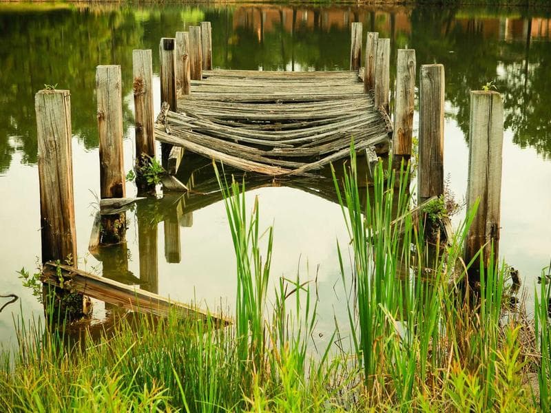 British Shorthair Kitten - Thumbnail 3
