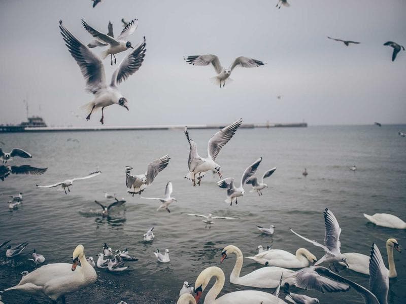 House Cleaning Professional