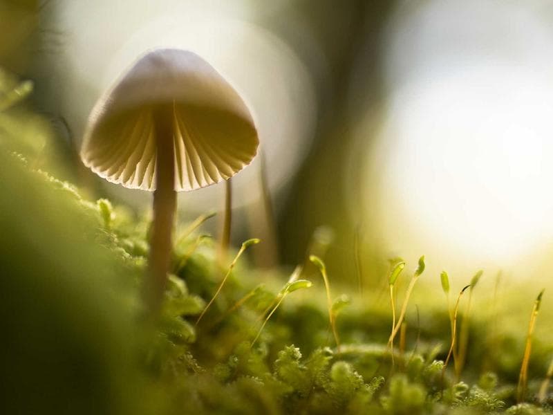 Handyman Home Repairs