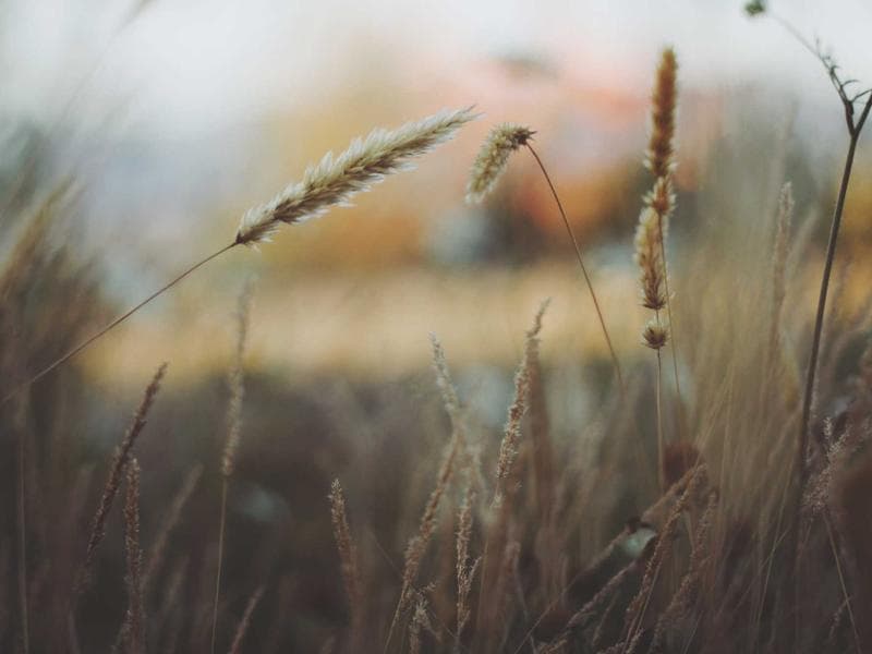 Garden Maintenance Service