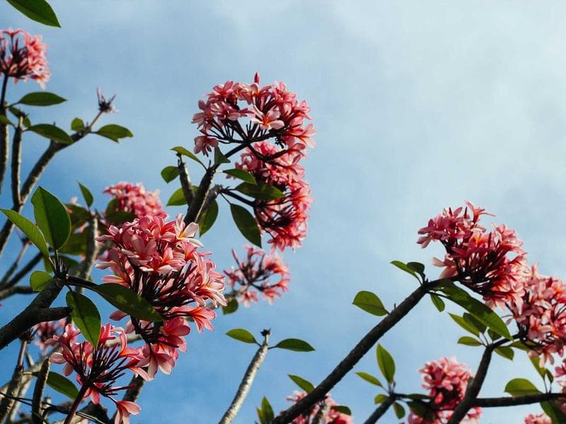 Trek Mountain Bike 29"