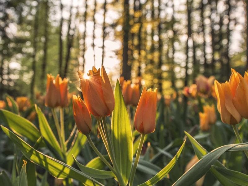 Swimming Goggles Speedo - Thumbnail 2