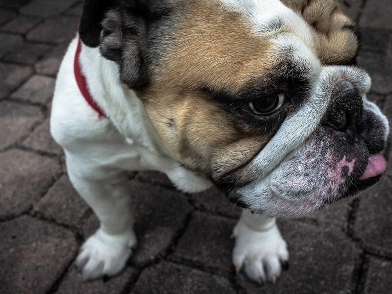 Festival Pass Tomorrowland 2024 - Thumbnail 3