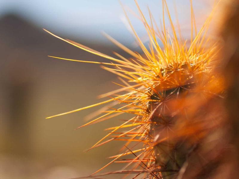 DeWalt Table Saw Professional - Thumbnail 3