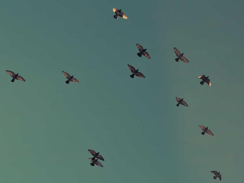 Ladder Aluminum 3 Sections - Thumbnail 3