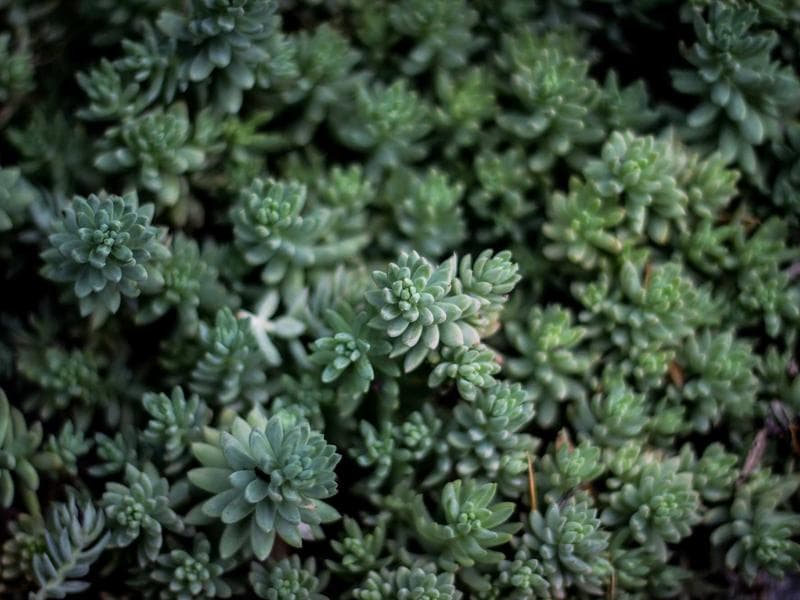 Monopoly Board Game Classic