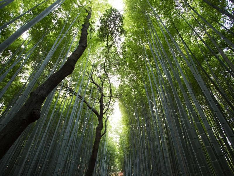 Camping Tent 4 Person