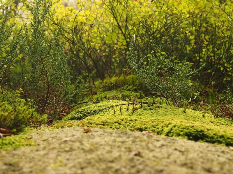 Travel Pillow Memory Foam - Thumbnail 2